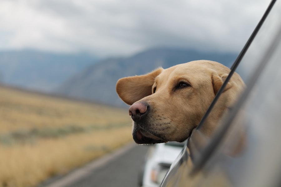 Calm dog resting outdoors in warm light