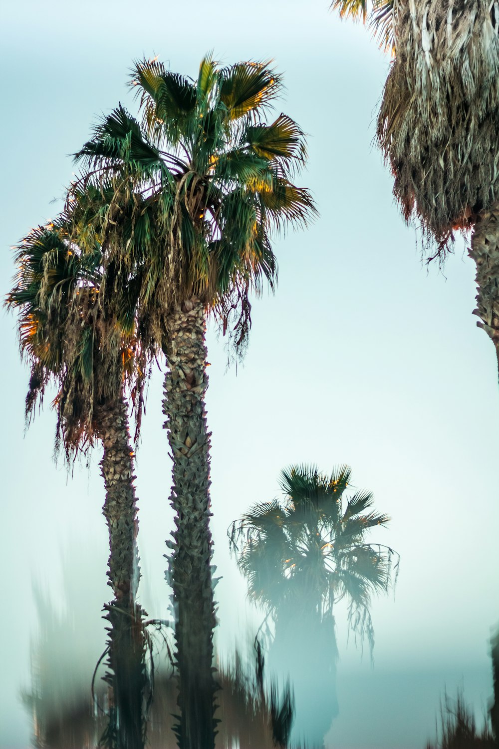 Photographie en contre-plongée de palmiers verts sous le ciel bleu de jour