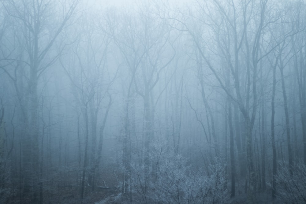 fotografia di paesaggio di alberi senza foglie con nebbie