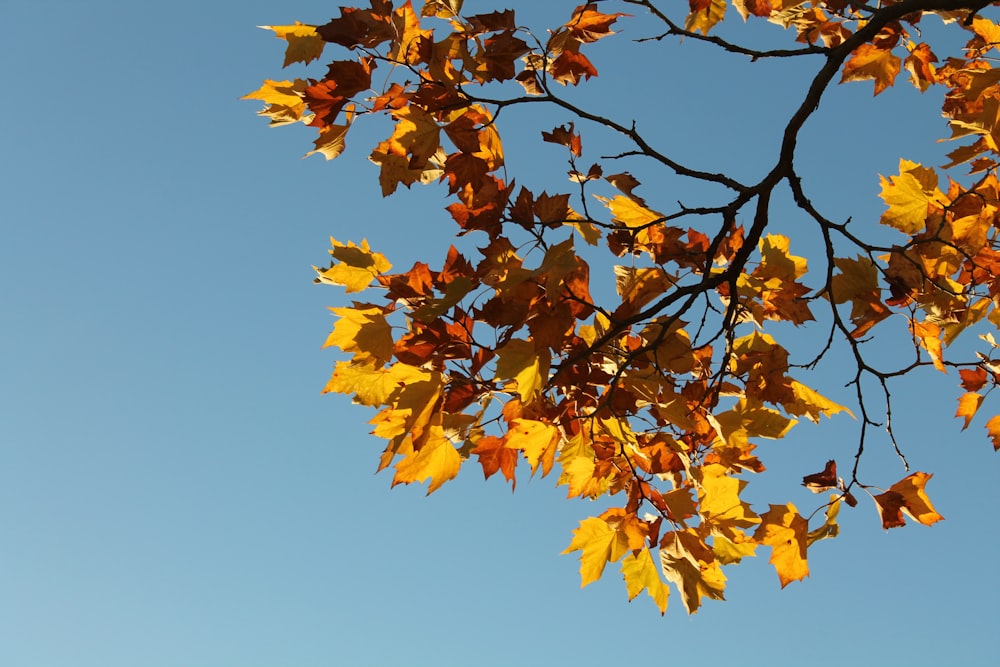 photo en contre-plongée d’un arbre à feuilles jaunes