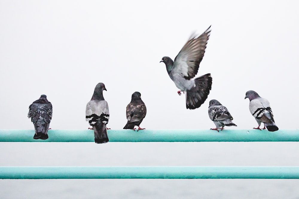 Fünf Tauben sitzen auf einem Geländer und eine Taube im Flug