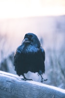A solitary raven perched on a wooden railing, surrounded by a blurred, muted background that suggests a cold, wintry setting. The bird's feathers are glossy with hints of blue, and it holds a steady gaze.