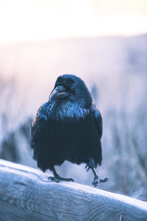 A solitary raven perched on a wooden railing, surrounded by a blurred, muted background that suggests a cold, wintry setting. The bird's feathers are glossy with hints of blue, and it holds a steady gaze.