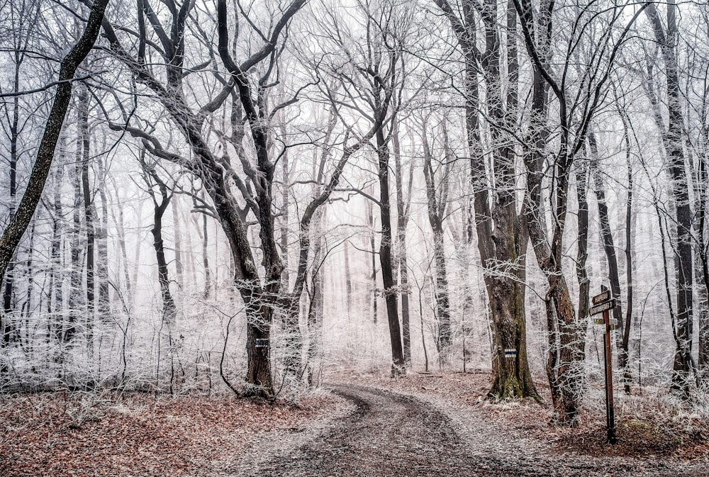 leafless trees