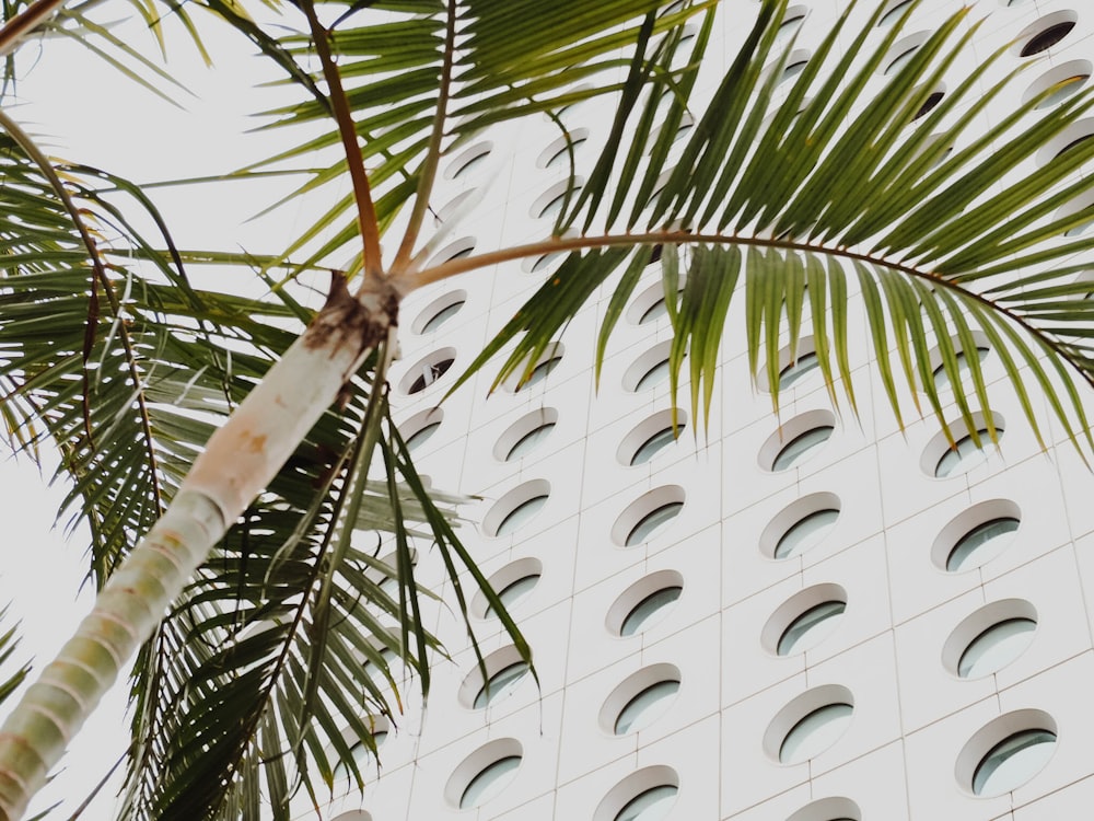 green palm tree near building