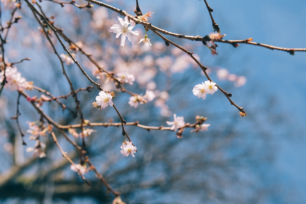 Fotografía de enfoque selectivo árbol de flores de pétalos blancos