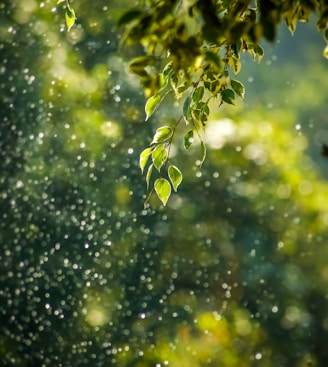 selective focus photo of green vine