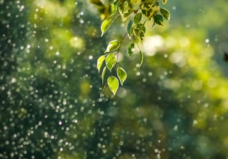 selective focus photo of green vine