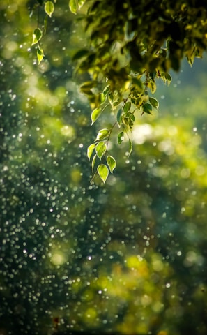 selective focus photo of green vine