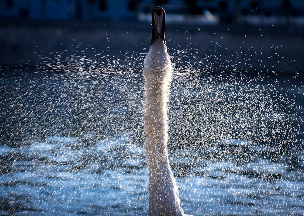 white goose from water