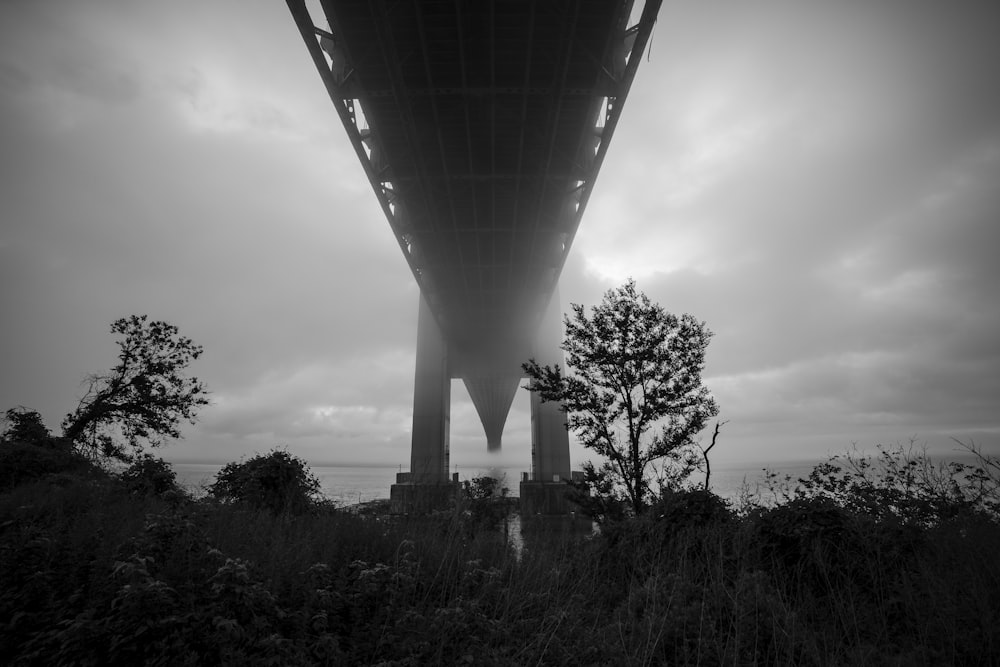 tree under the bridge