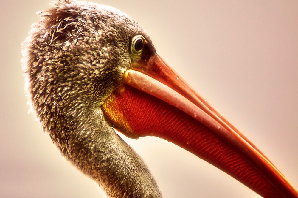 shallow focus photo of bird