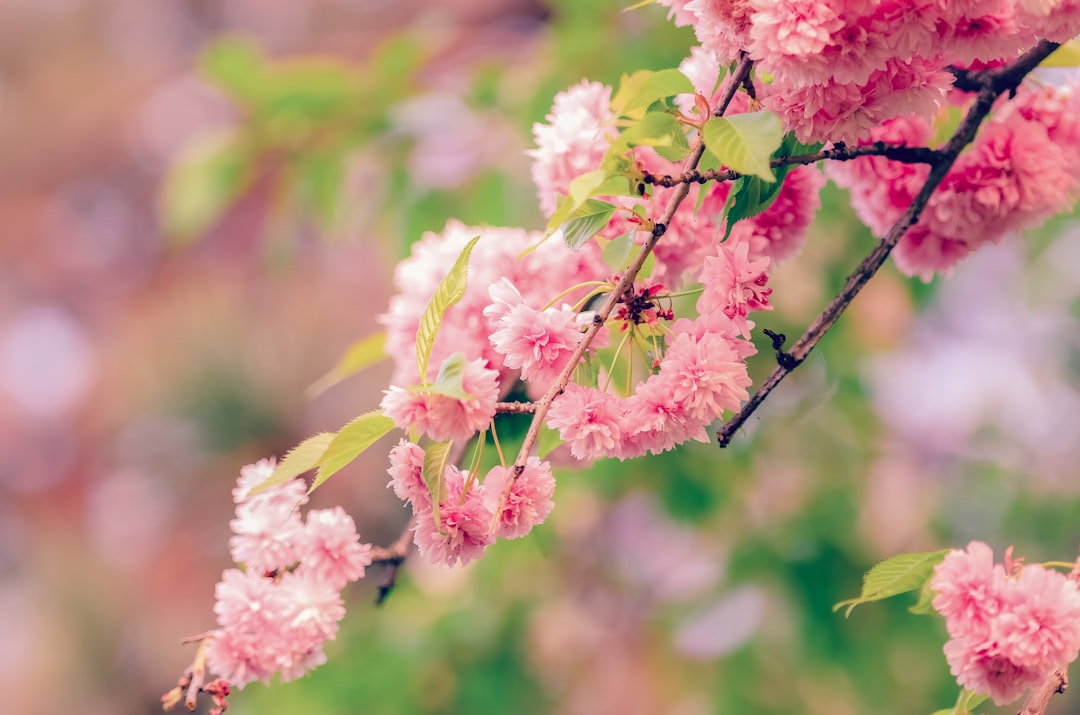 macro shot of pink flowers