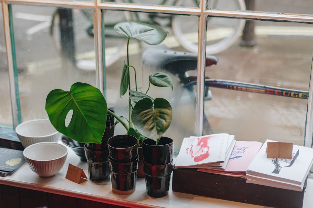 green plants beside white ceramic bowls