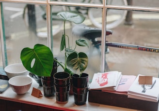 green plants beside white ceramic bowls