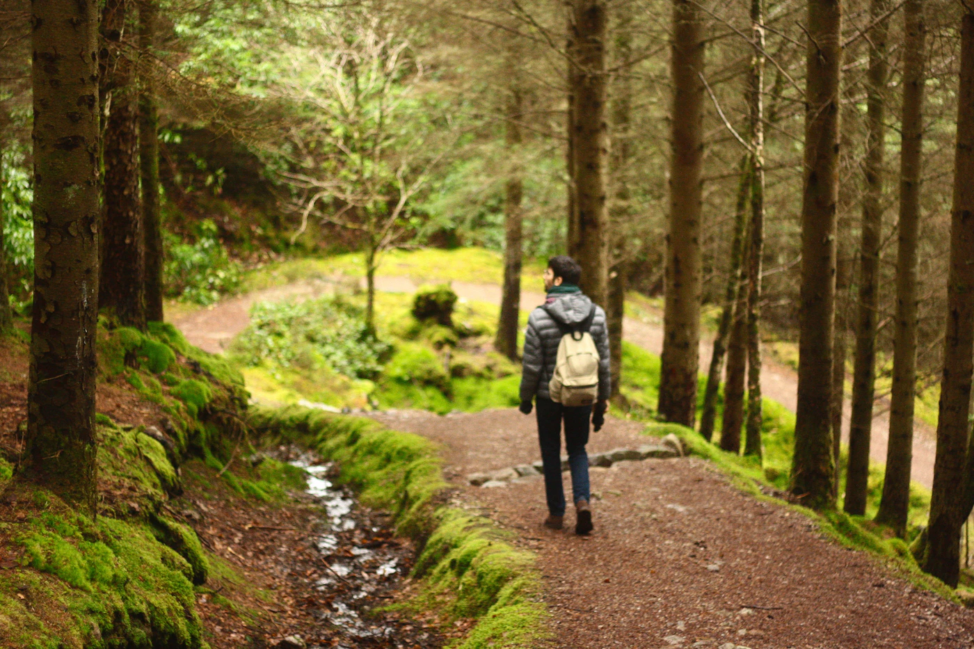 Grüner Weg im Wald als Beispiel für einen sanften Bewegungsstart