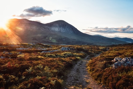 brown pathway near grass and stone