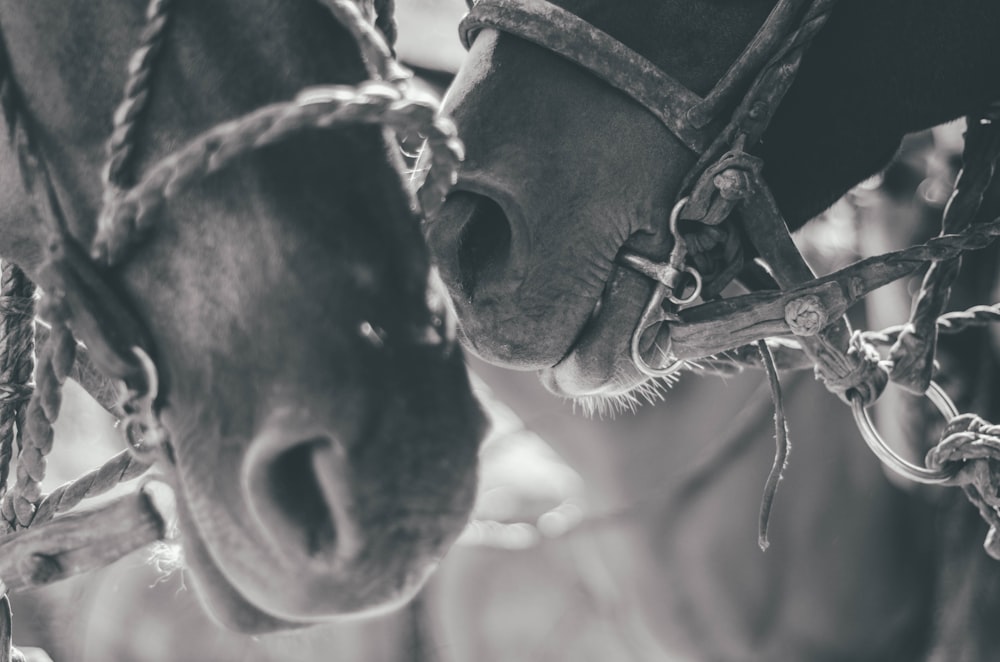 Graustufenfoto des Pferdes