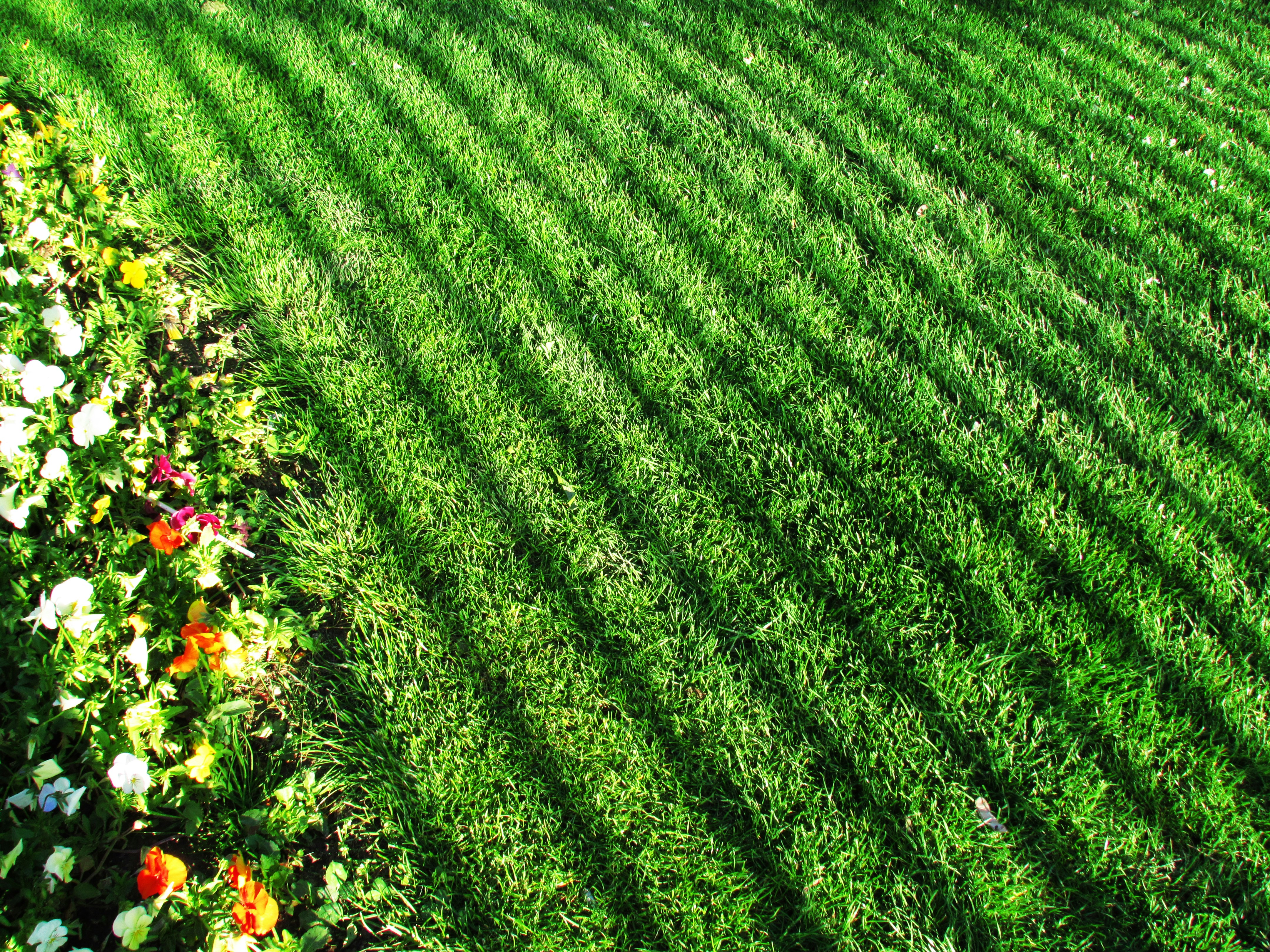 Mowing and Leaf Cleanup for a Thriving Yard