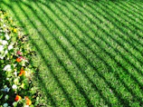 A lawn care professional using a mower on a slightly sloped garden surrounded by flower beds.