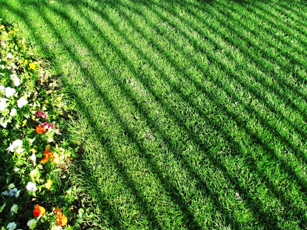 A well-maintained lawn with evenly spaced, diagonal mowing lines. On the left side, there's a colorful flower bed with various blooms including white, yellow, red, and orange flowers, adding vibrancy to the greenery.