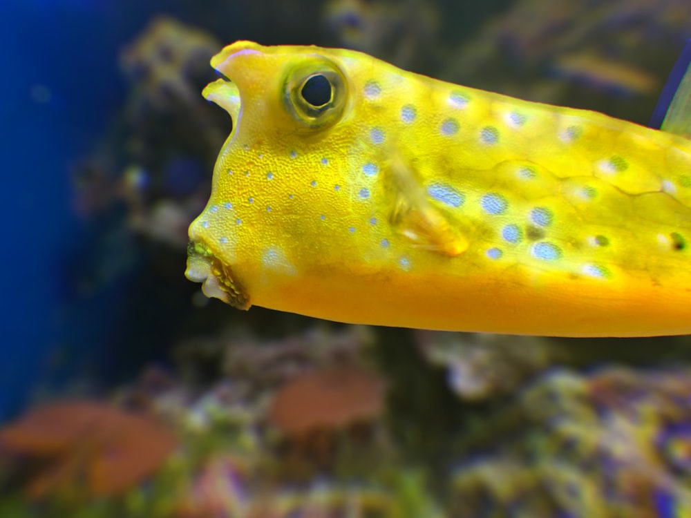 yellow fish in body of water