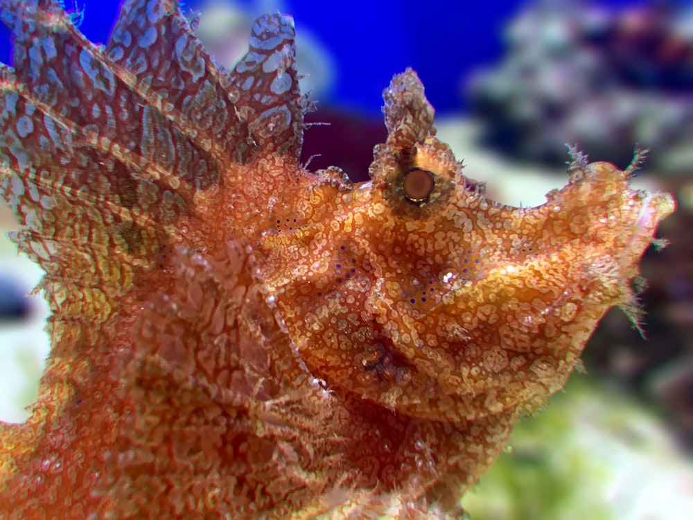 selective focus of brown sea creature