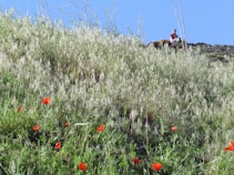 A lush hillside covered in tall green grass and scattered with vibrant red flowers. At the top of the hill, a person with a brown horse stands against a clear blue sky. The scene conveys a sense of calm and natural beauty.