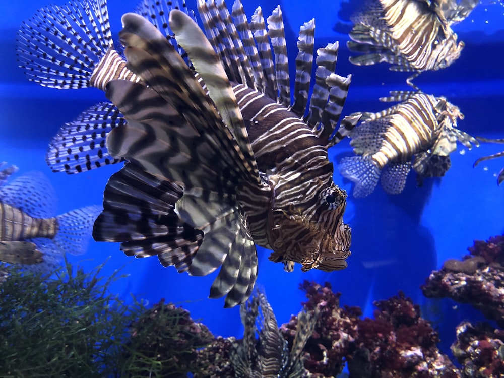 five black lionfishes on body of water
