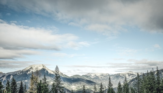 tall trees near mountain under white sky in Seebensee Austria