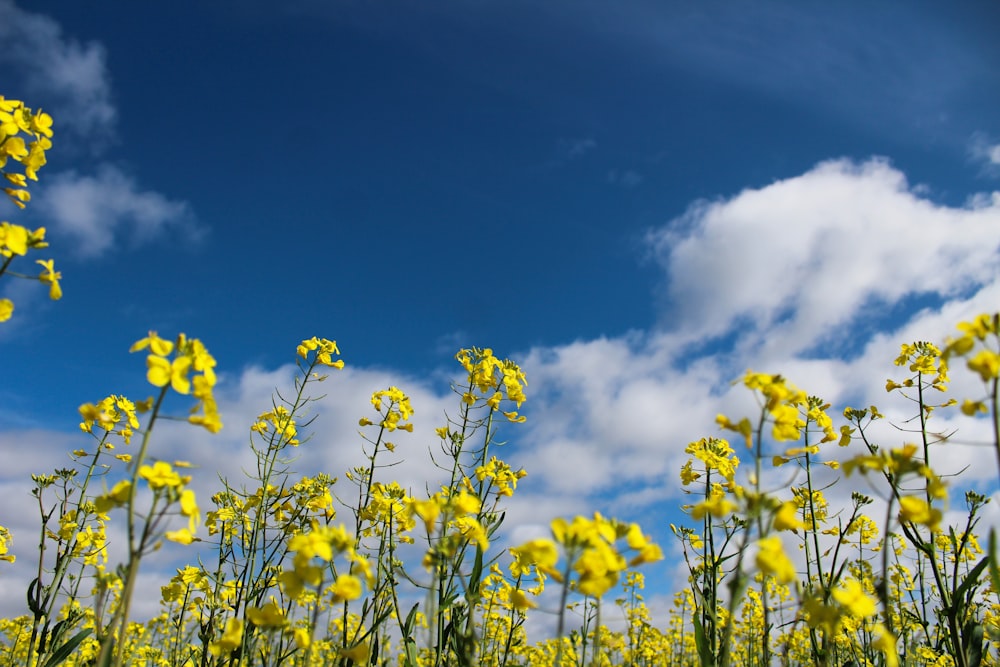 Foto de ángulo bajo del campo de flores amarillas bajo el cielo nublado
