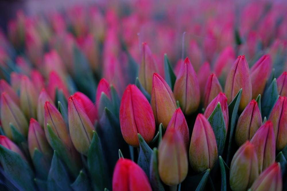 bunch of pink tulips flower