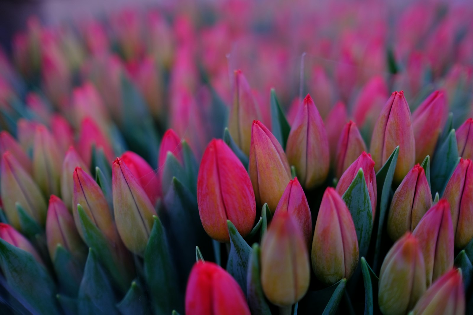 Fujifilm XF 23mm F1.4 R sample photo. Bunch of pink tulips photography