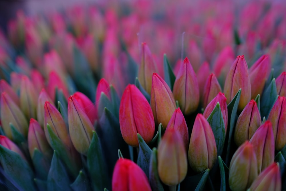 cacho de flor de tulipas cor-de-rosa