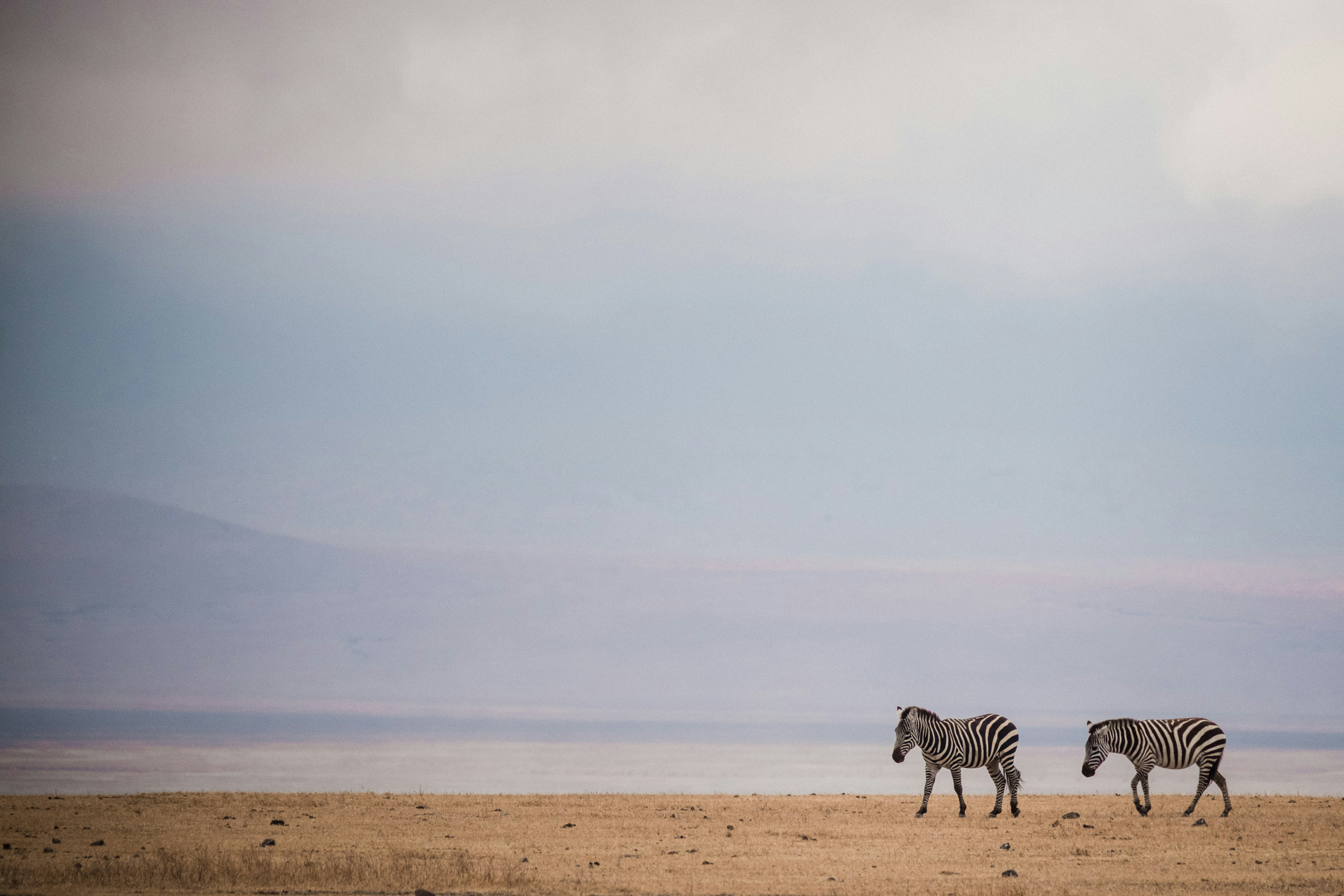 two zebras walking on brown sand plain teams background