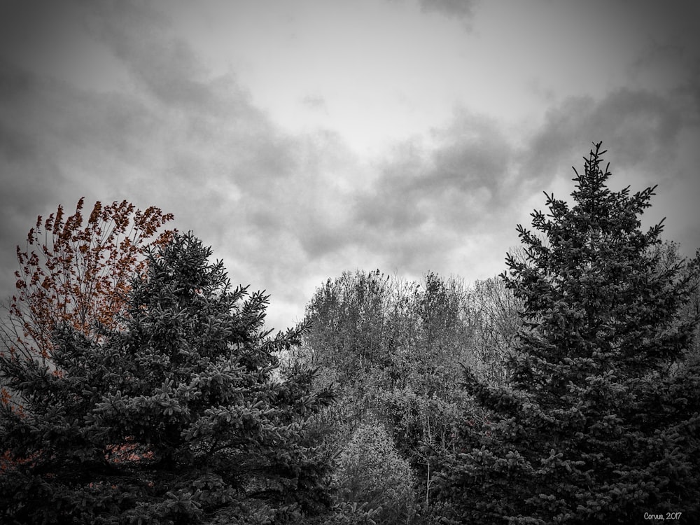 grayscale photo of trees