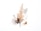 A composition of dried foliage and natural elements, including fern leaves, acorns, and other plant materials, arranged delicately against a plain white background. The materials display varied textures and earthy colors.