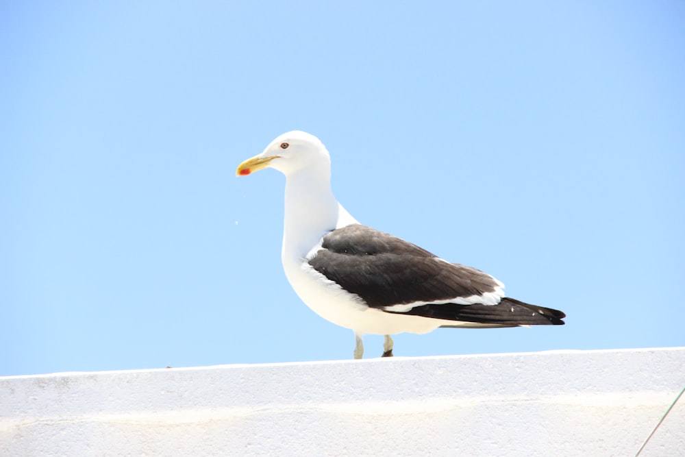 white and black seagull on white roof