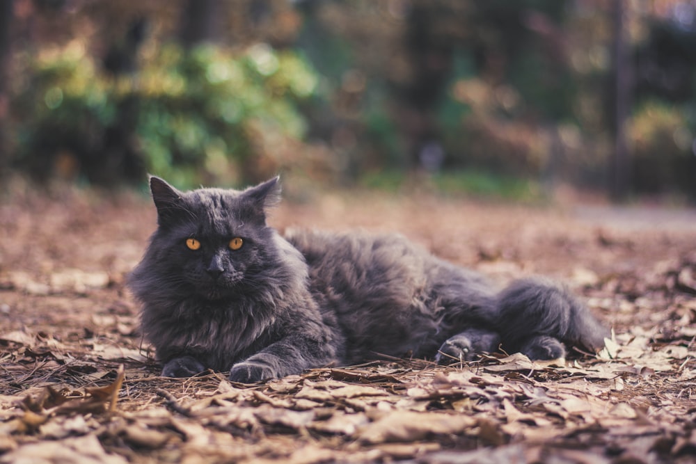 adult black forest cat laying on brown dried leaves