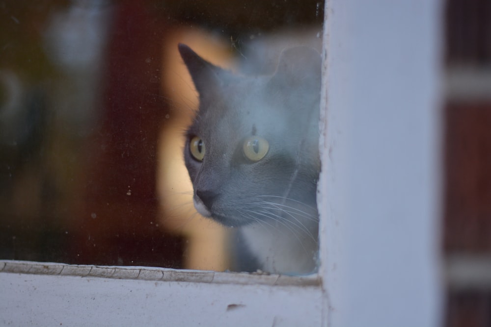 selective focus photography of cat