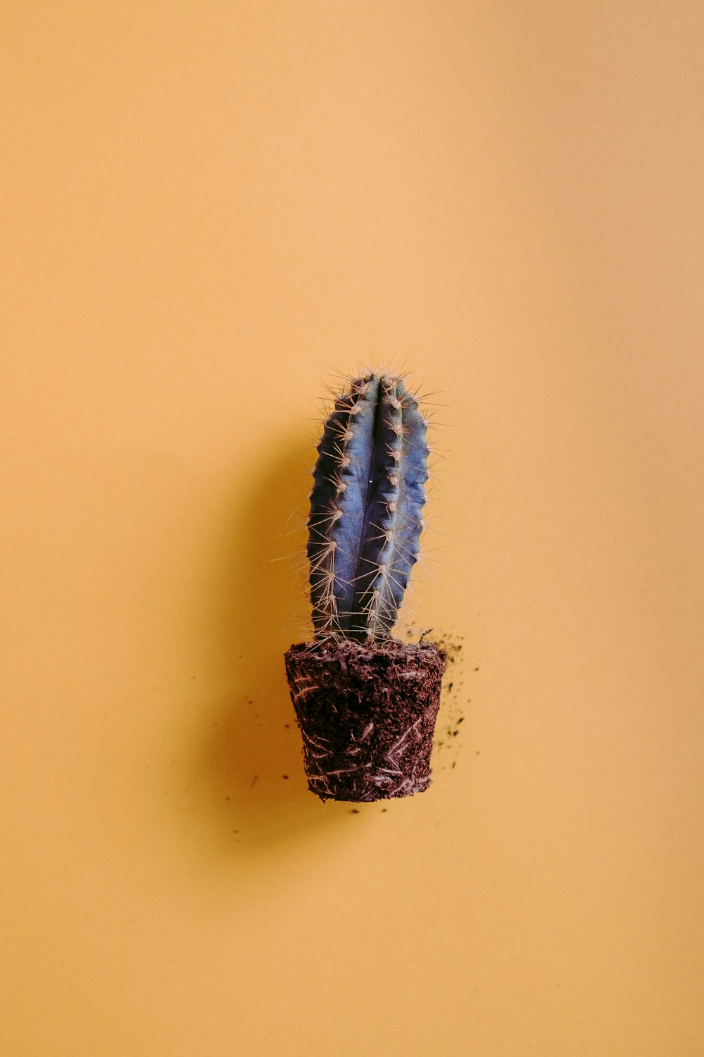 茶色の鉢に青いサボテンの植物
