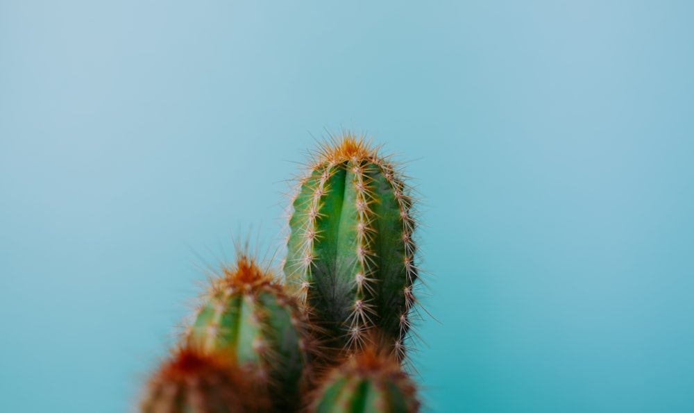 green cactus