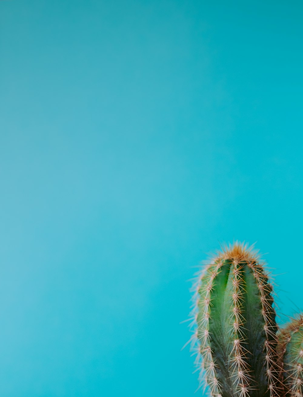 Minimalistische Fotografie von grünem Kaktus
