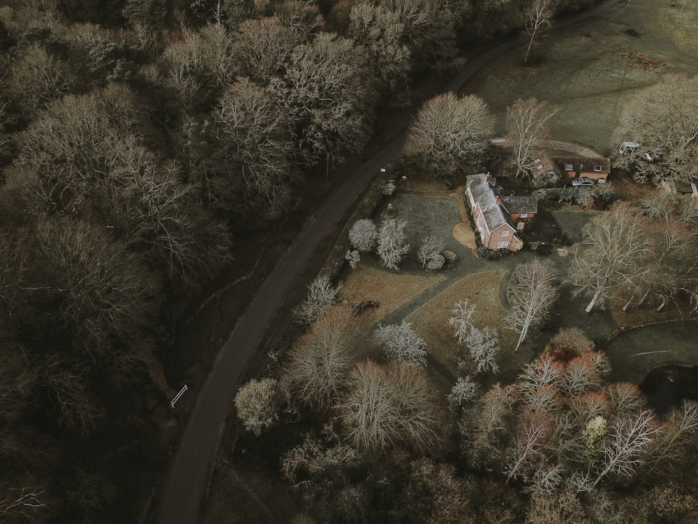 aerial view of road between forest