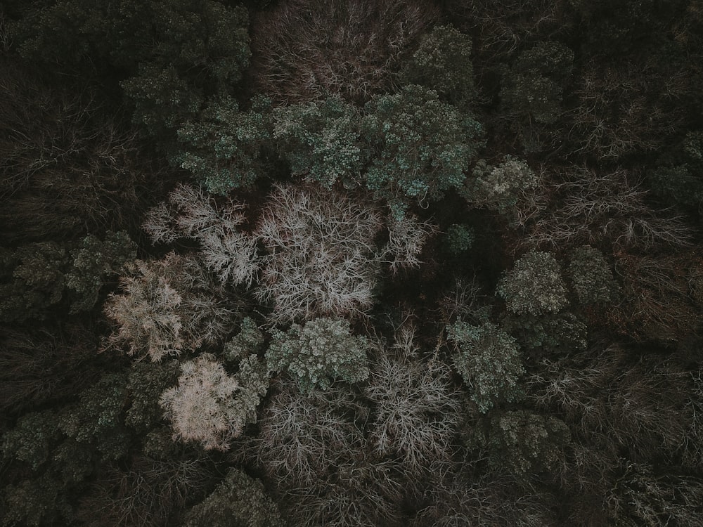 aerial photography of trees