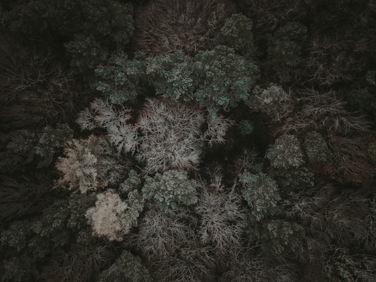 aerial photography of trees in Hampshire United Kingdom