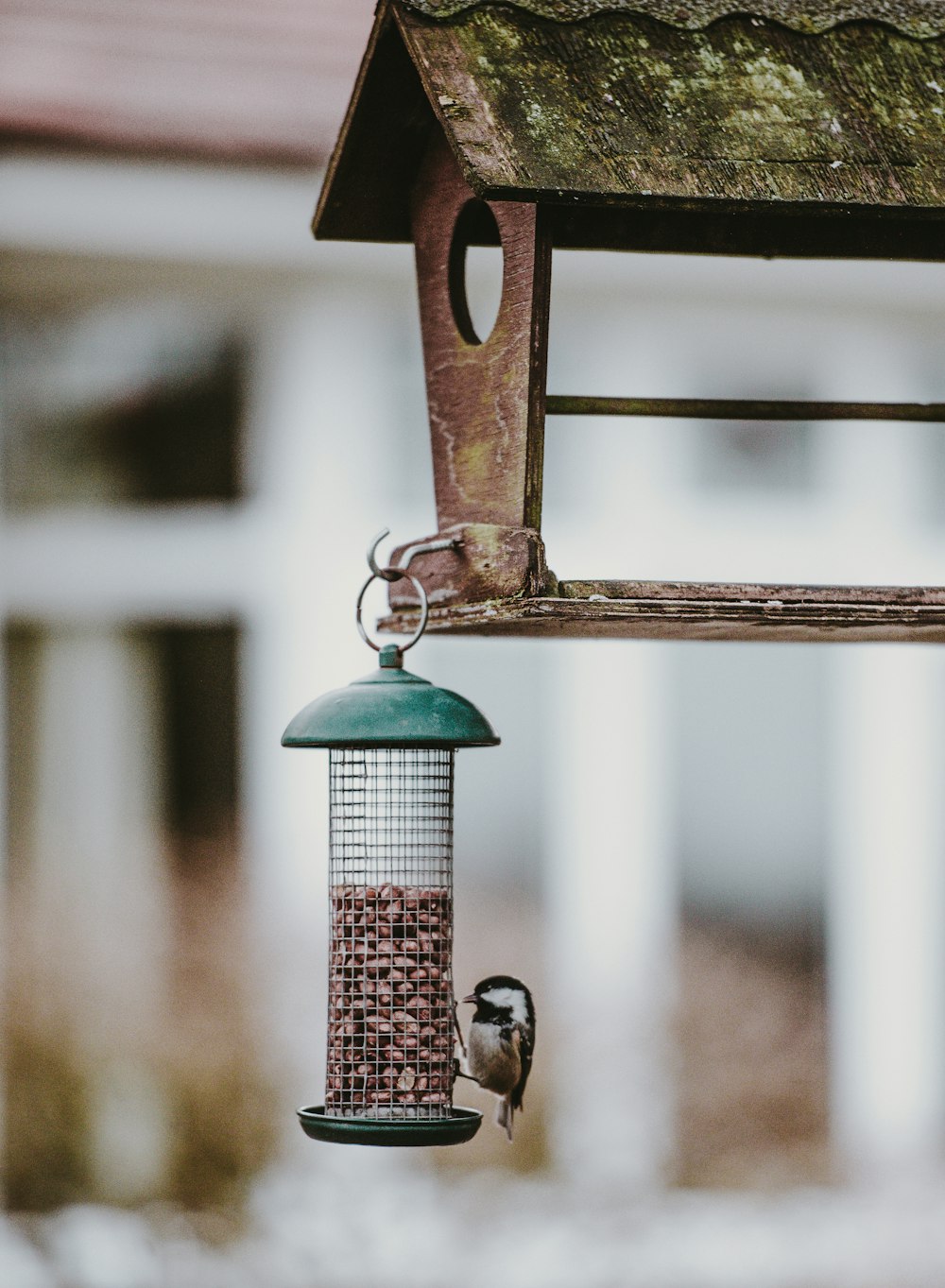 sparrow beside bird feeder