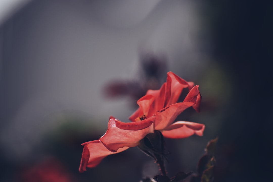 closeup photo of red flower