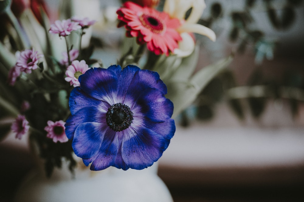 selective focus photography of blue petaled flower