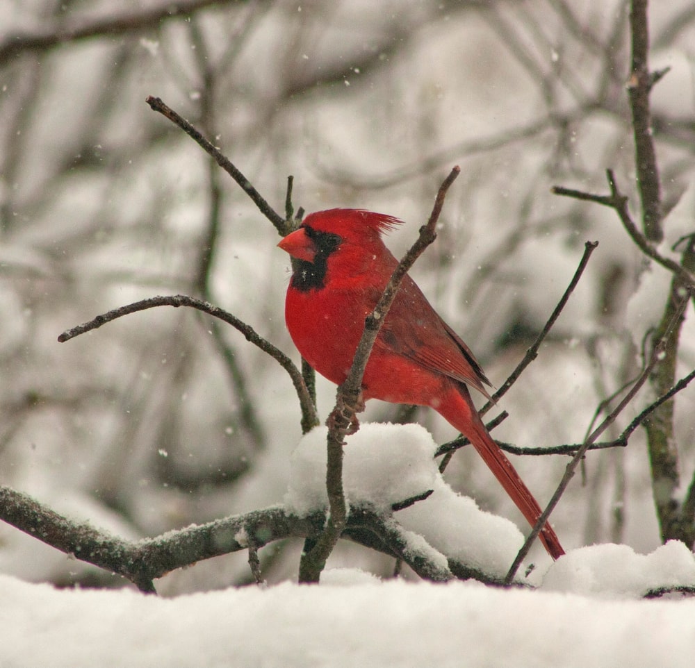 雪が降る中、木の枝の上の枢機卿